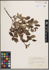Foto von Salix herbacea L. x Salix phylicifolia L. x Salix polaris Wahlenb.